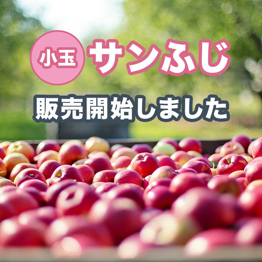 「小玉サンふじ」販売開始しました!