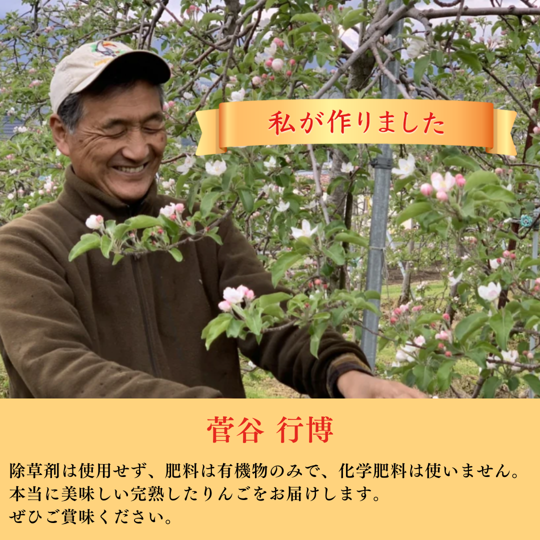 【りんご】 シナノドルチェ 5kg 予約販売 10月上旬以降順次発送 長野県 飯綱町 家庭用 みつどんマルシェ n7-2023dolce-k5