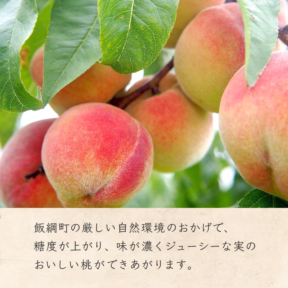 【もも】トオルファーム 桃 川中島白桃 3kg 予約販売 8月下旬以降順次発送 クール便 長野県 飯綱町 贈答用 みつどんマルシェ n1-2023momo-z3