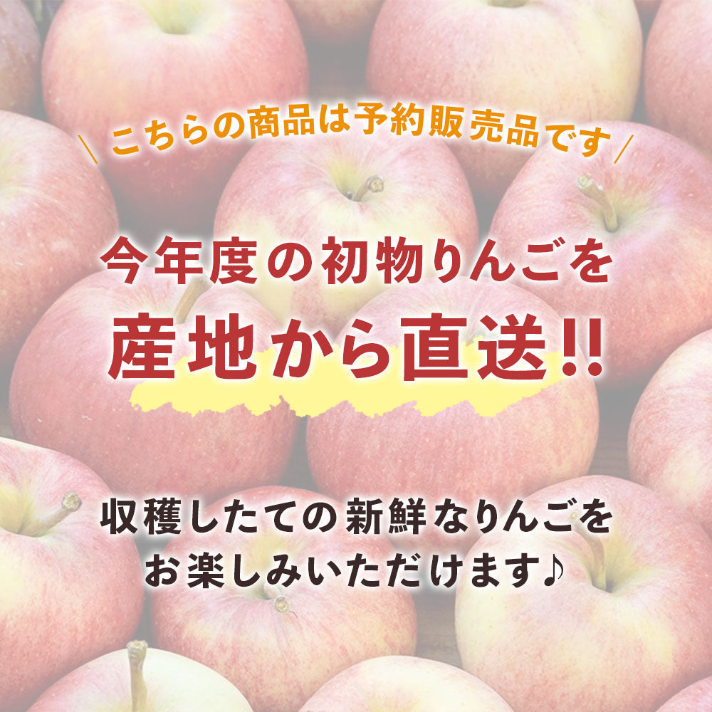 【りんご】 シナノプッチ 5kg 予約販売 9月下旬以降順次発送 送料込 長野県 飯綱町 家庭用 訳あり みつどんマルシェ