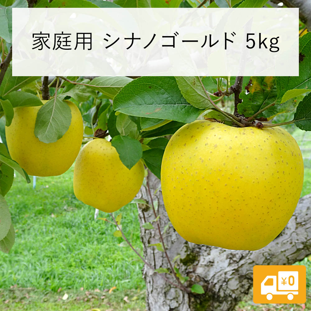 【りんご】 飯綱町産 シナノゴールド 5kg 家庭用 送料込 長野県 飯綱町 みつどんマルシェ