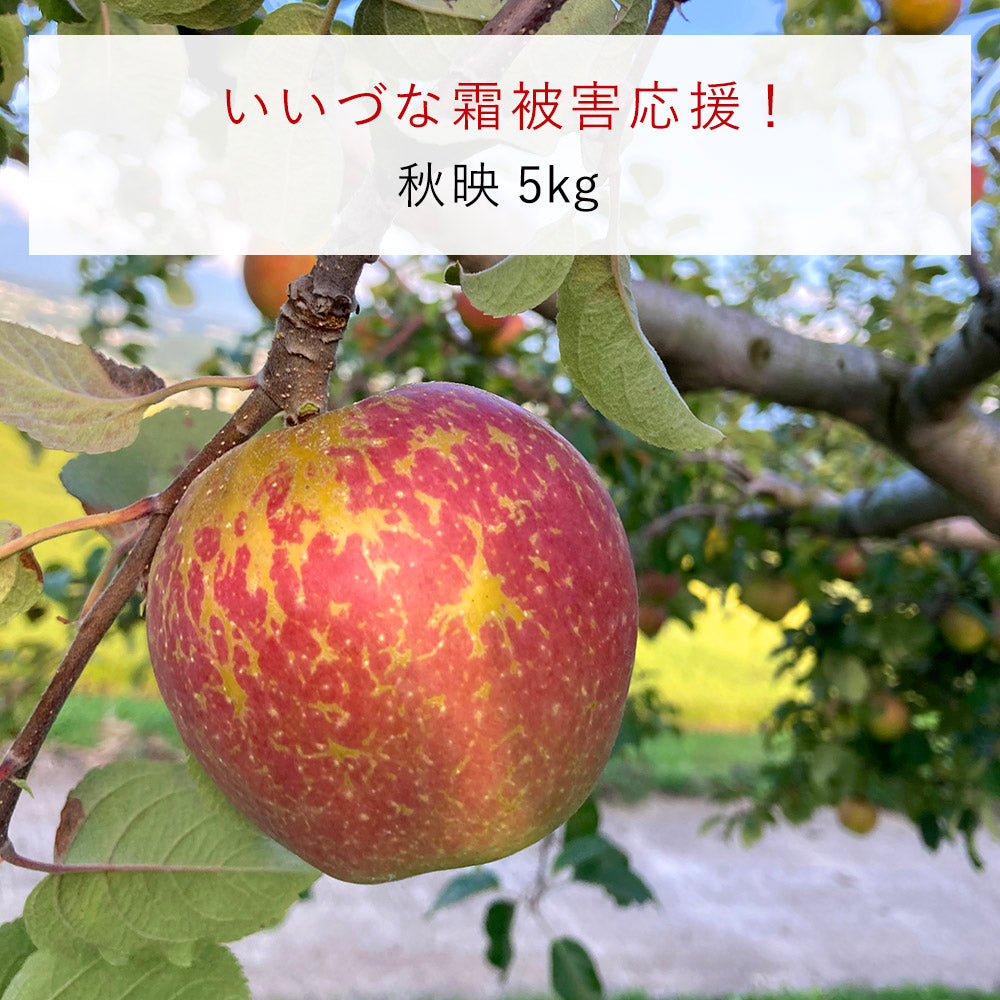 【いいづな霜被害応援!】飯綱町産 りんご 秋映 5kg 送料込