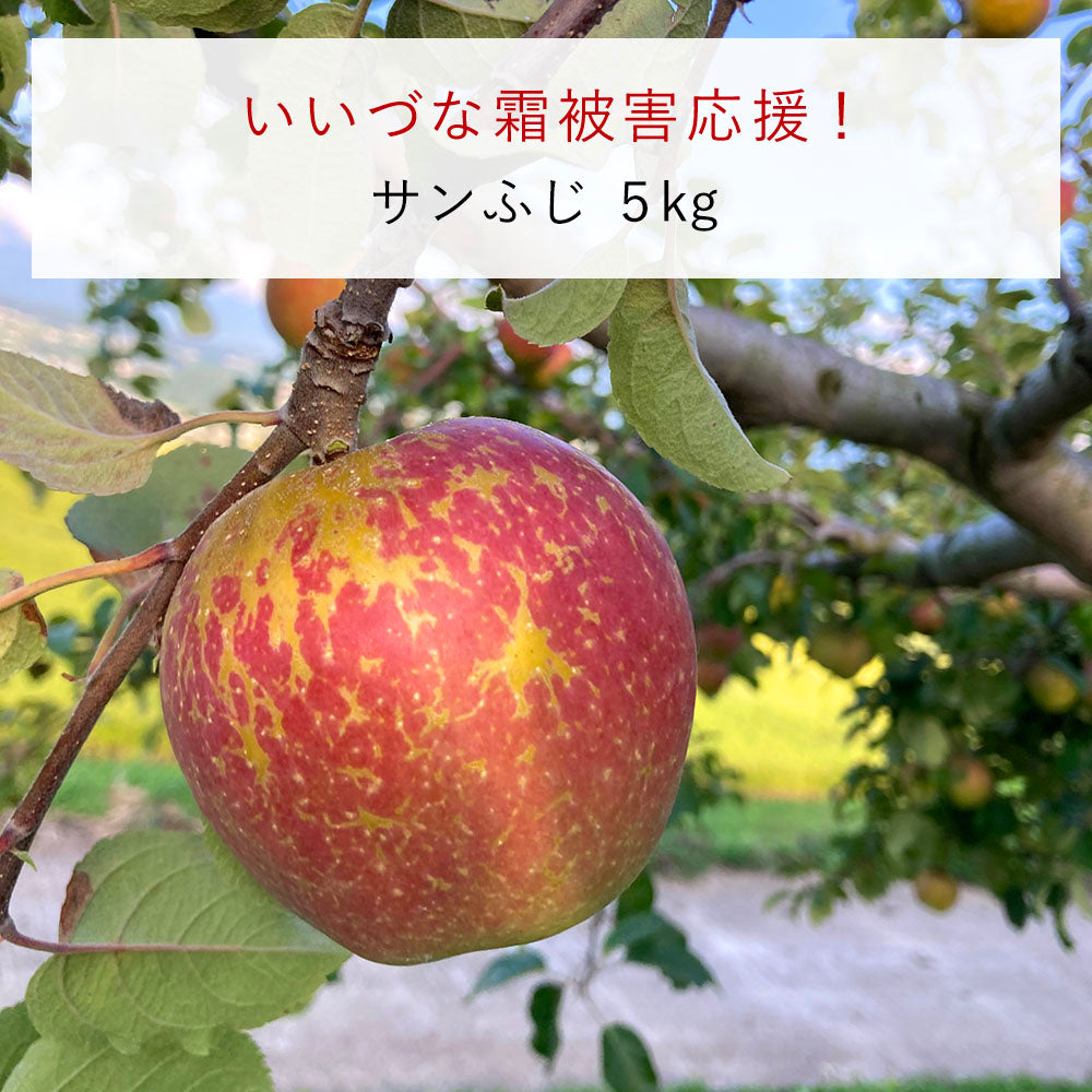【いいづな霜被害応援!】飯綱町産 りんご サンふじ 5kg 送料込