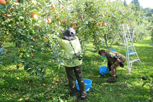 りんごでつながる農業塾「信州いいづなりんご学校」