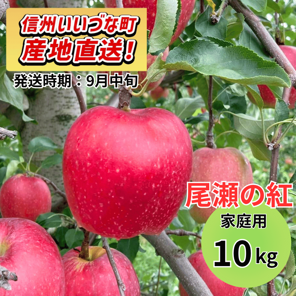 【りんご】 おぜの紅（おぜのくれない） 10kg 予約販売 2026年9月中旬以降順次発送予定 送料込 長野県 飯綱町産 みつどんマルシェ 訳あり 自宅用 家庭用