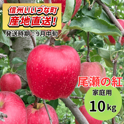 【りんご】 おぜの紅（おぜのくれない） 10kg 予約販売 2026年9月中旬以降順次発送予定 送料込 長野県 飯綱町産 みつどんマルシェ 訳あり 自宅用 家庭用