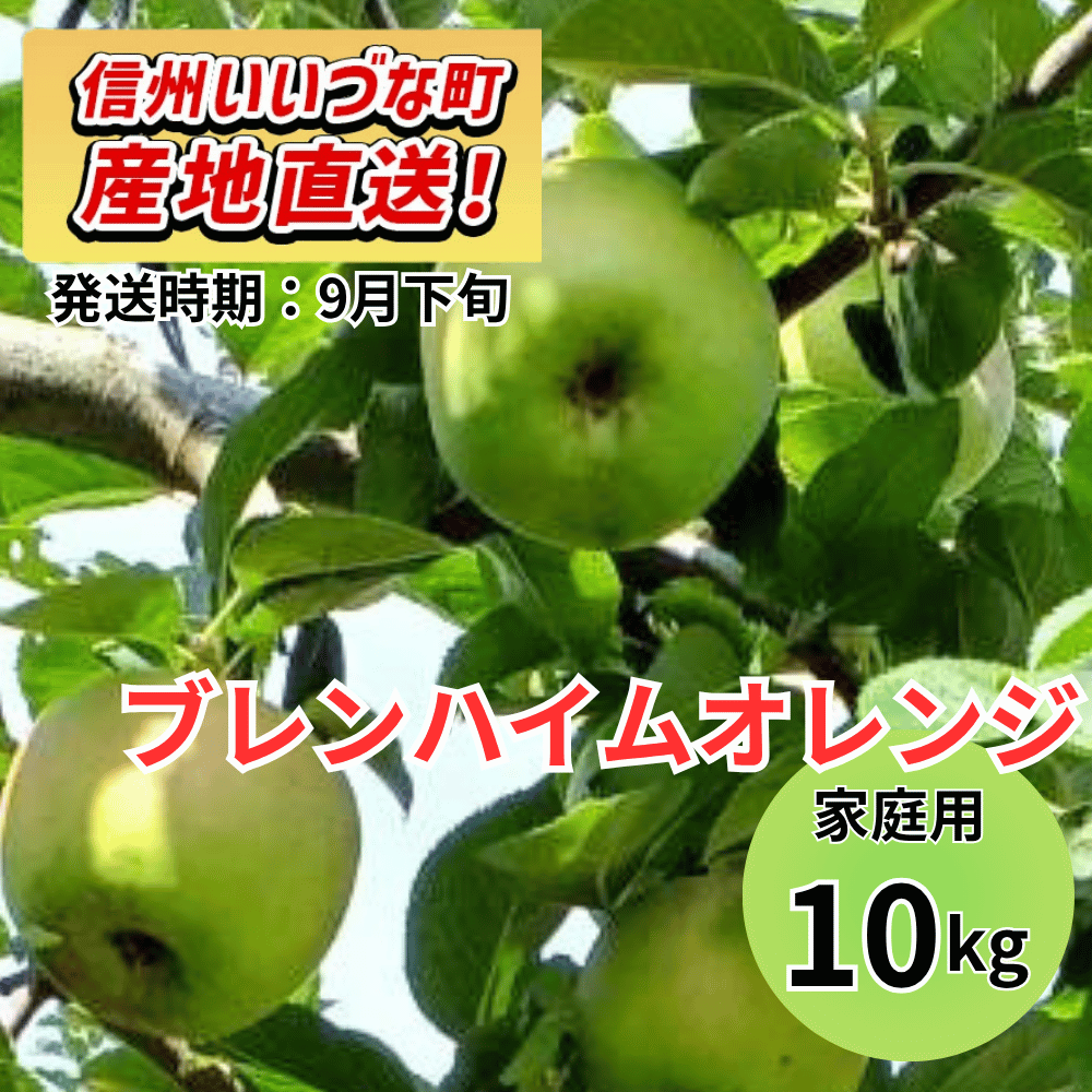 【りんご】 ブレンハイムオレンジ 10kg 予約販売 2026年9月下旬以降順次発送予定 送料込 長野県 飯綱町産 みつどんマルシェ 訳あり 自宅用 家庭用