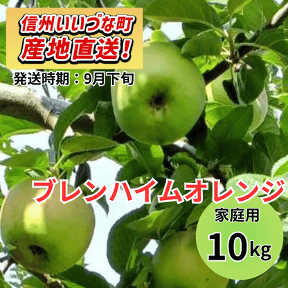 【りんご】 ブレンハイムオレンジ 10kg 予約販売 2026年9月下旬以降順次発送予定 送料込 長野県 飯綱町産 みつどんマルシェ 訳あり 自宅用 家庭用