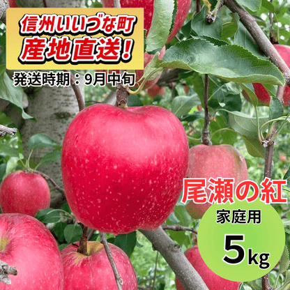 【りんご】 おぜの紅（おぜのくれない） 5kg 予約販売 2026年9月中旬以降順次発送予定 送料込 長野県 飯綱町産 みつどんマルシェ 訳あり 自宅用 家庭用