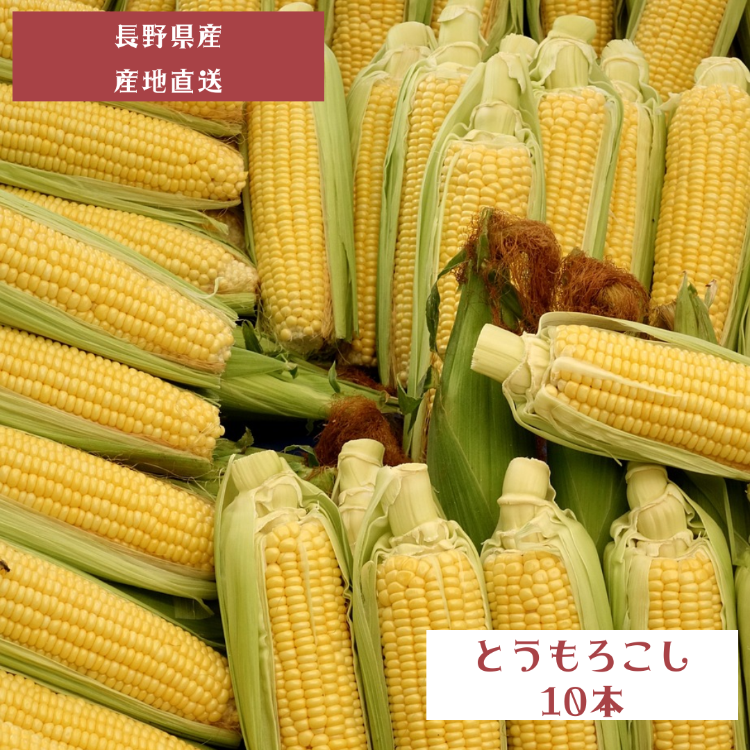 【とうもろこし】品種おまかせ 10〜12本 予約販売 8月中旬以降順次発送  長野県 飯綱町 みつどんマルシェ クール便
