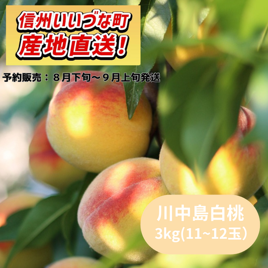 【もも】桃 川中島白桃 3kg(11~12玉） 予約販売 8月下旬～9月上旬以降順次発送 クール便 長野県 飯綱町 みつどんマルシェ