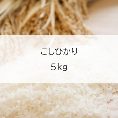 【オンラインバザー】 こしひかり（白米）5kg 送料無料