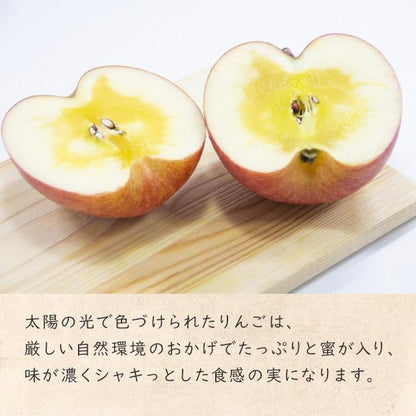 【オンラインバザー】 家庭用りんご（品種おまかせ）＋こしひかり セット 送料無料