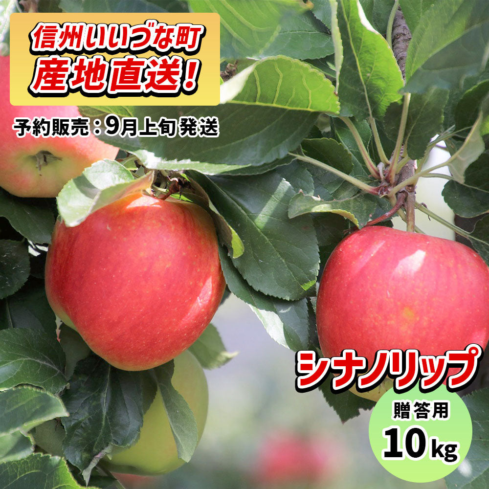 シナノリップ10kg予約販売9月上旬以降発送送料込長野県飯綱町贈答用いいづなファーム